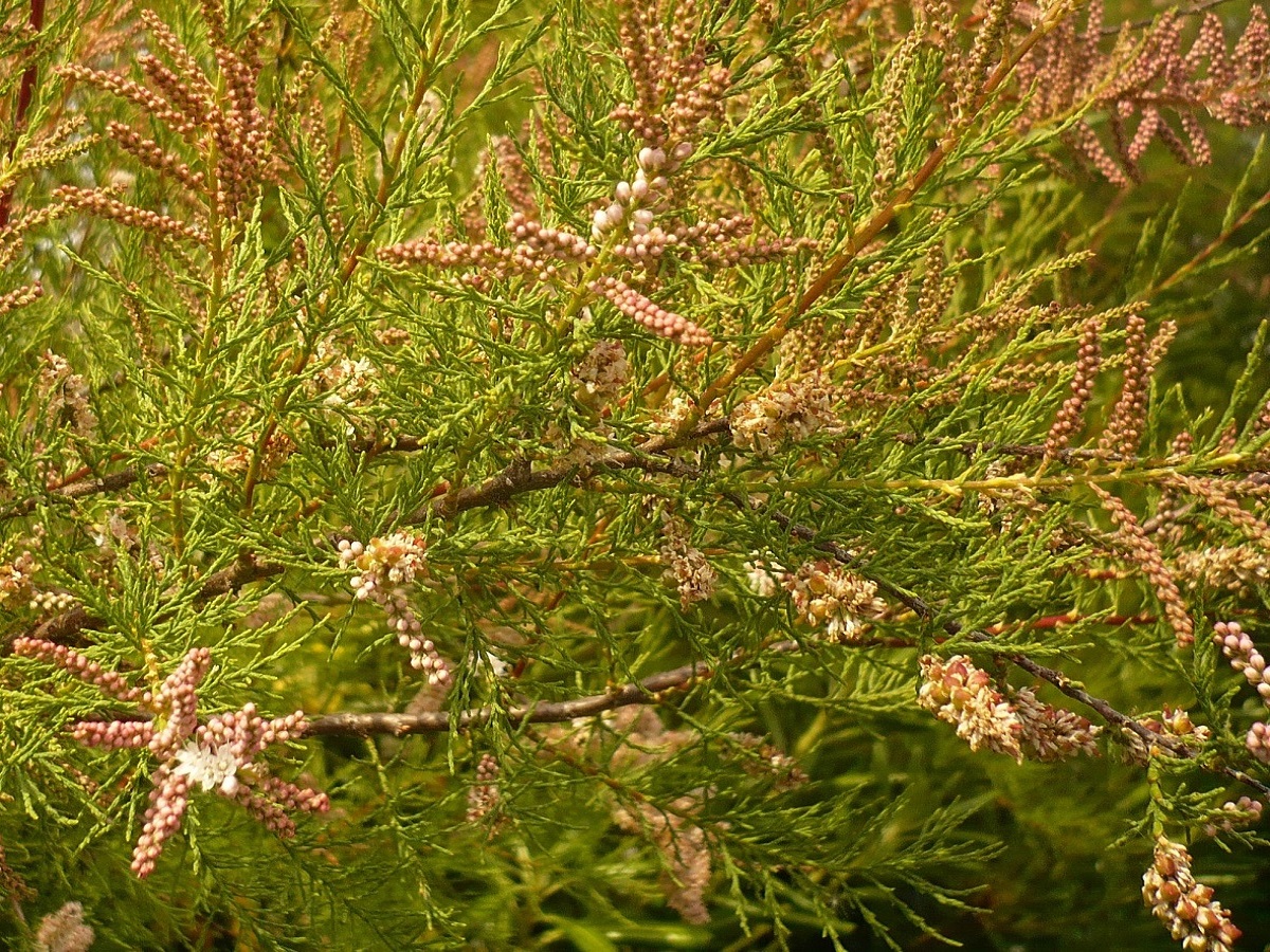 Tamarix gallica (Tamaricaceae)